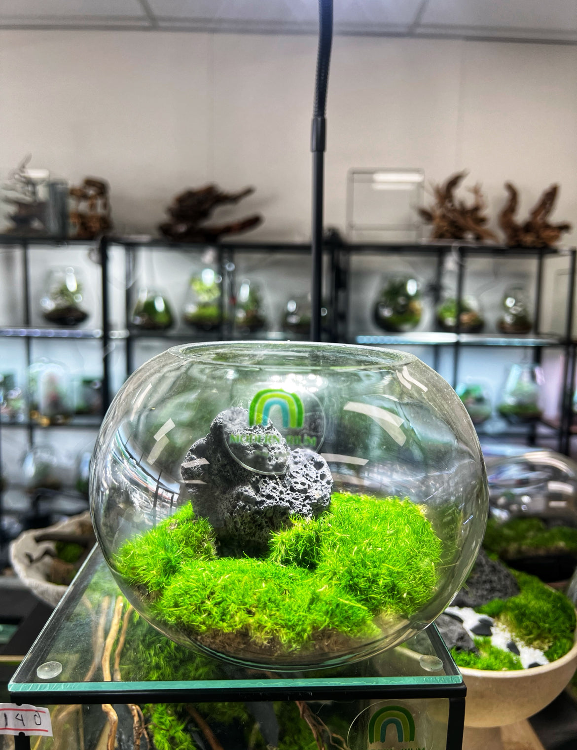 Mossarium 15cm bowl