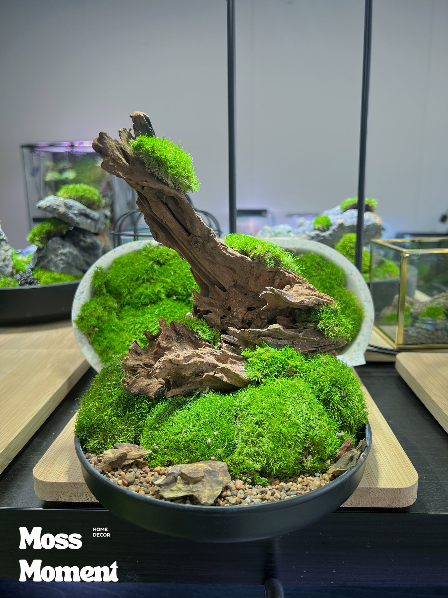 Driftwood on moss