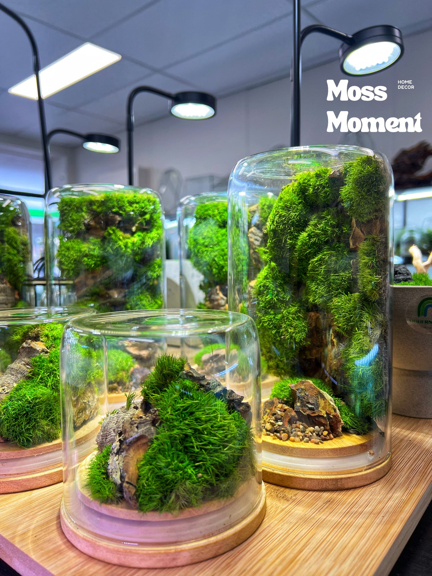 Little mossy dome 10x10cm