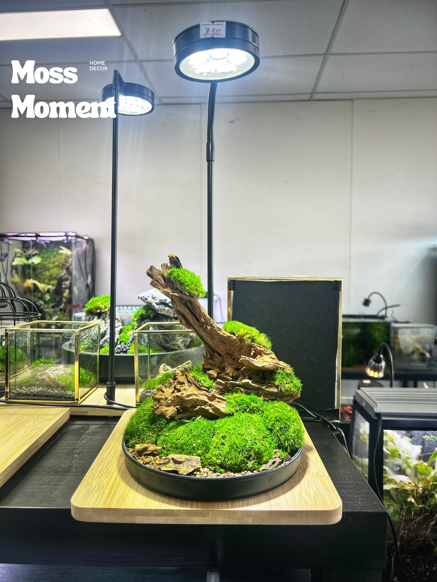 Driftwood on moss