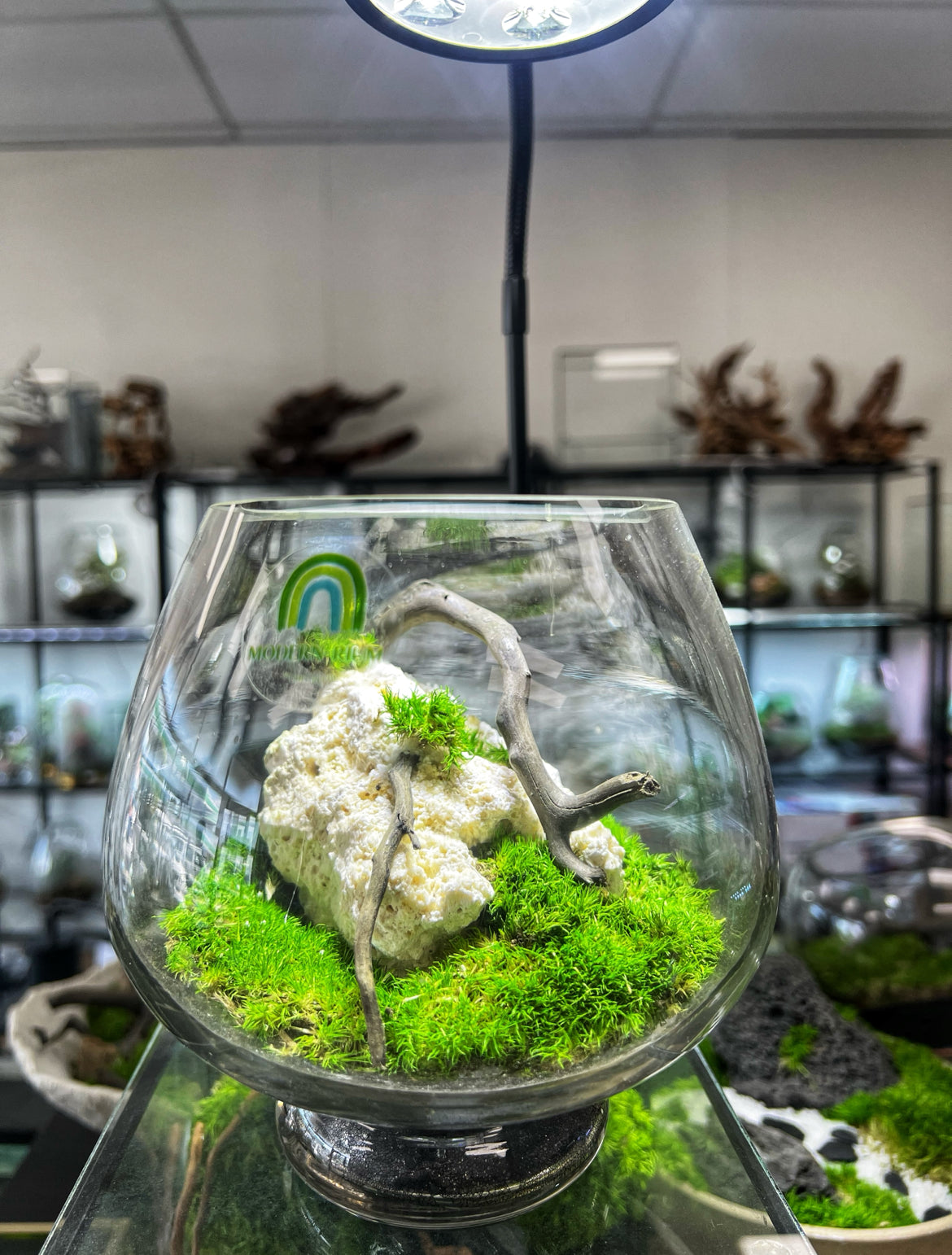 Mossarium mushroom bowl 15x17cm