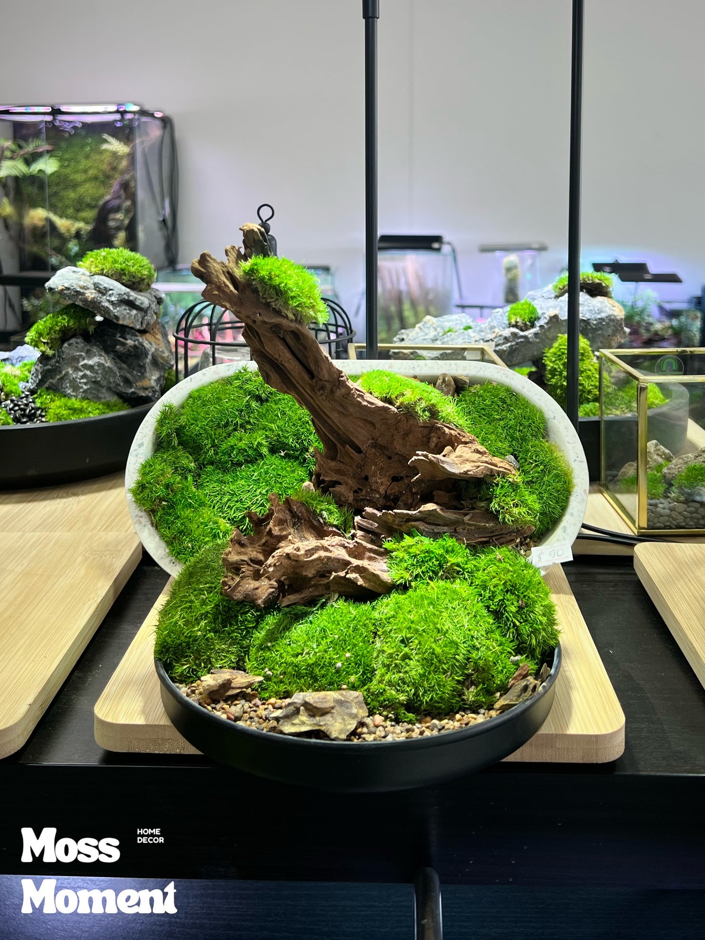 Driftwood on moss