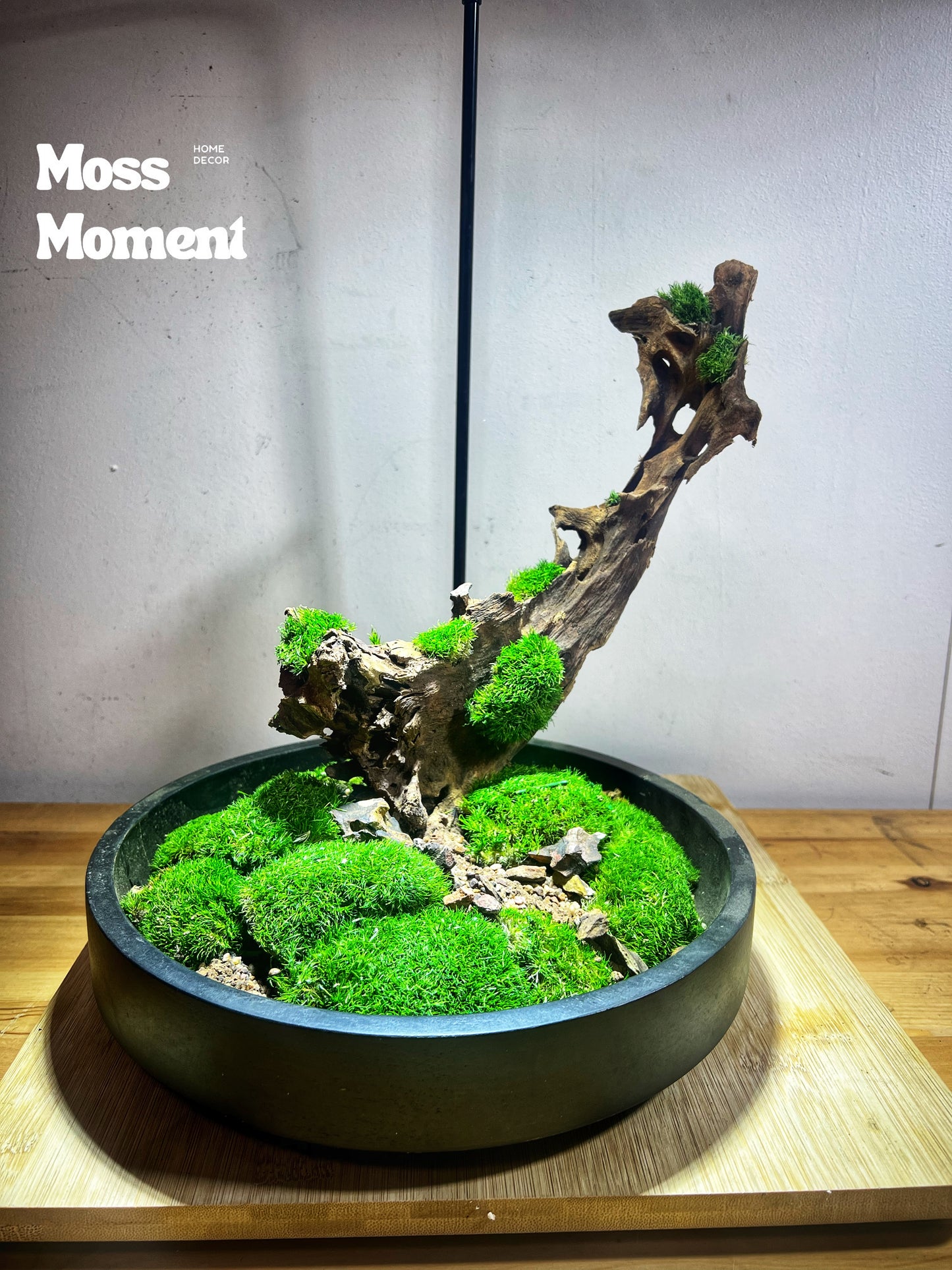 Mossy driftwood 25cm
