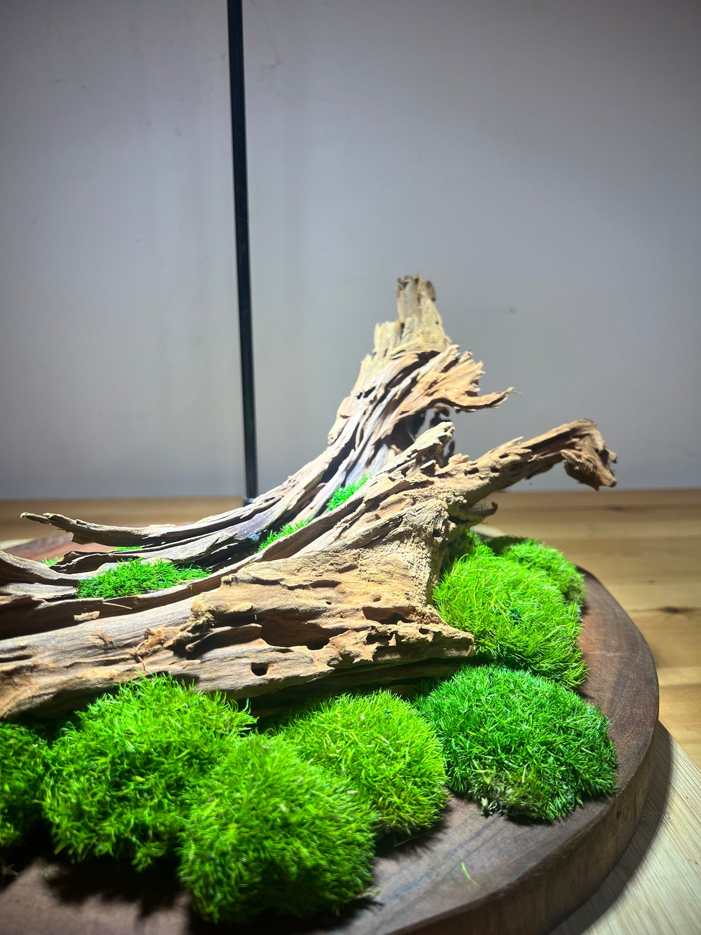 3D Mossscape on merbau slice