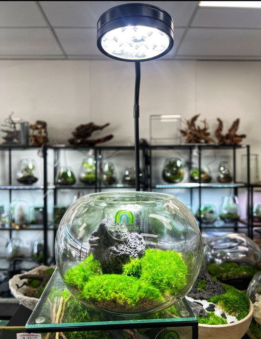 Mossarium 15cm bowl