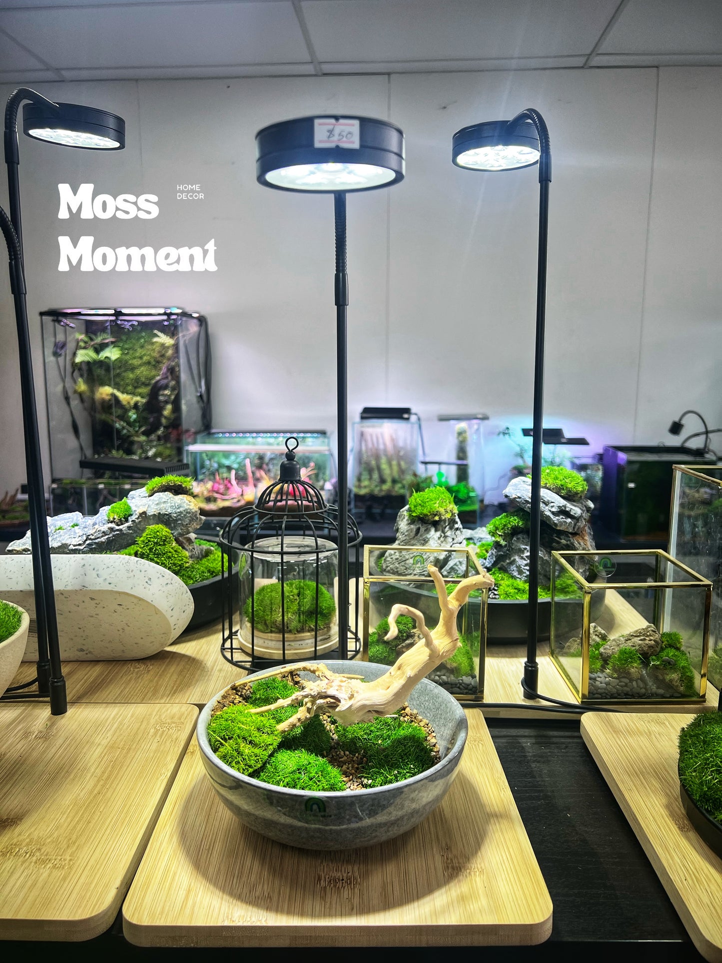 Winter tree moss bowl