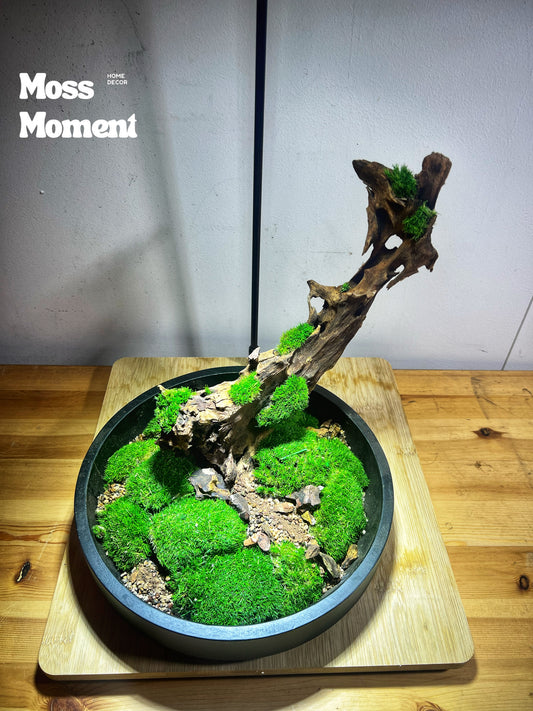 Mossy driftwood 25cm