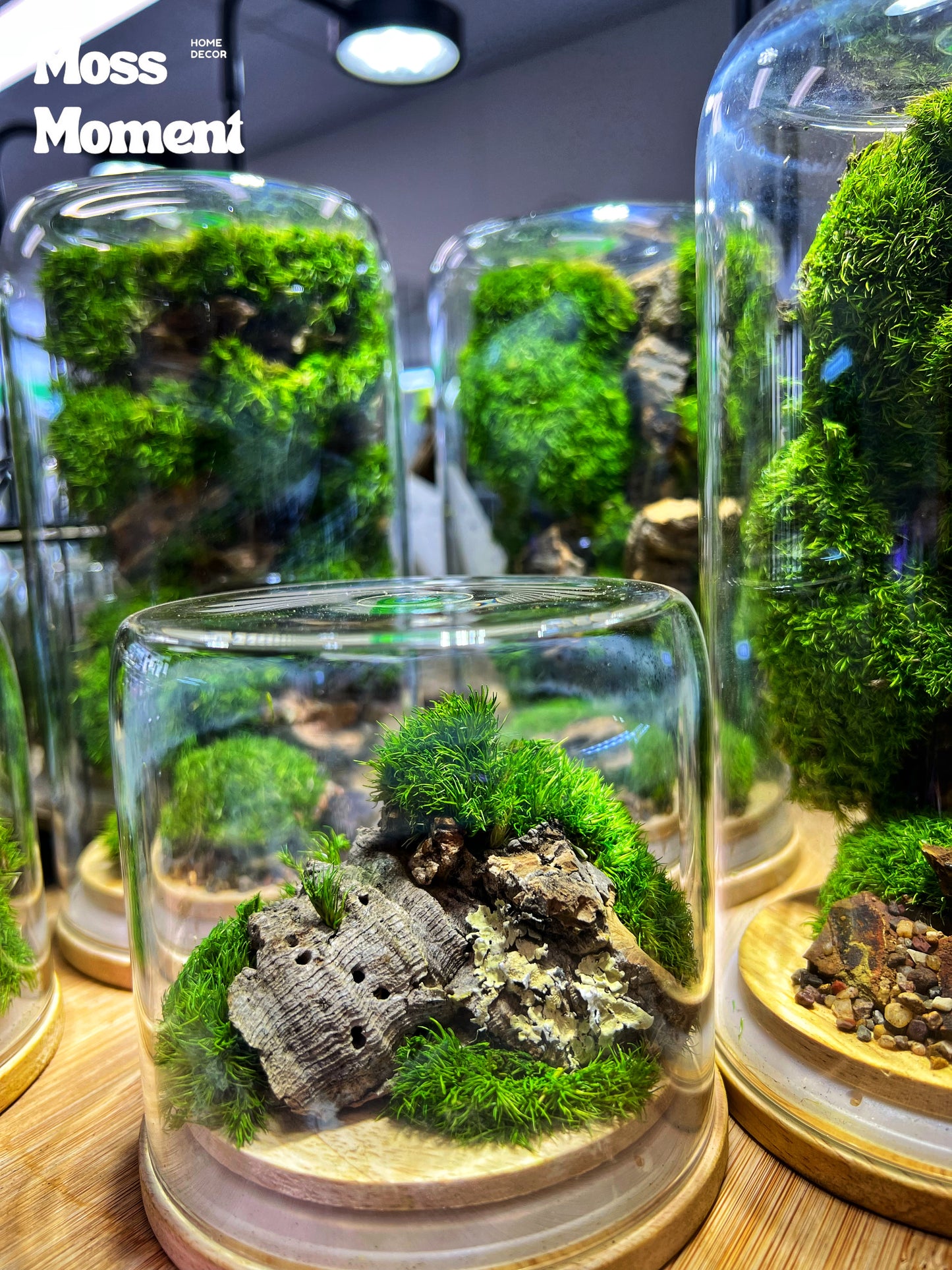 Little mossy dome 10x10cm