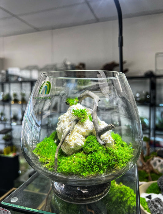 Mossarium mushroom bowl 15x17cm