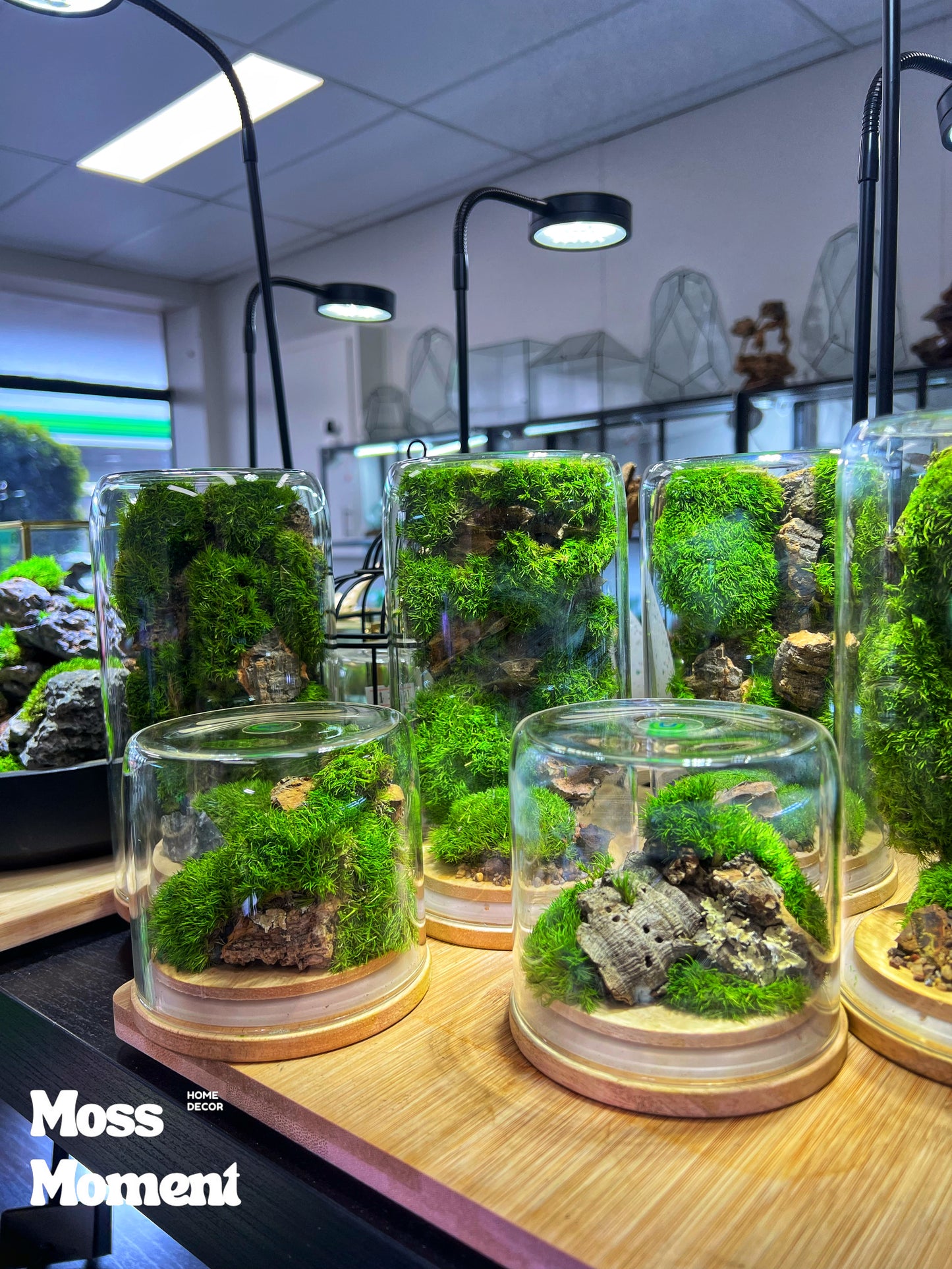 Vertical moss garden