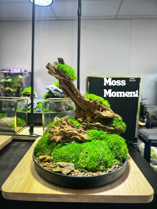 Driftwood on moss
