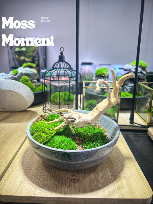 Winter tree moss bowl