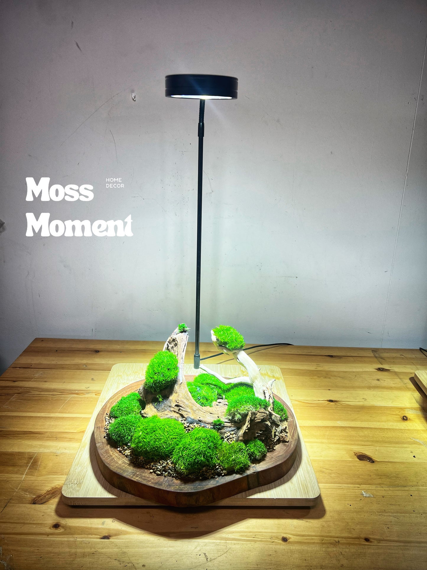 3D Mossscape on merbau slice