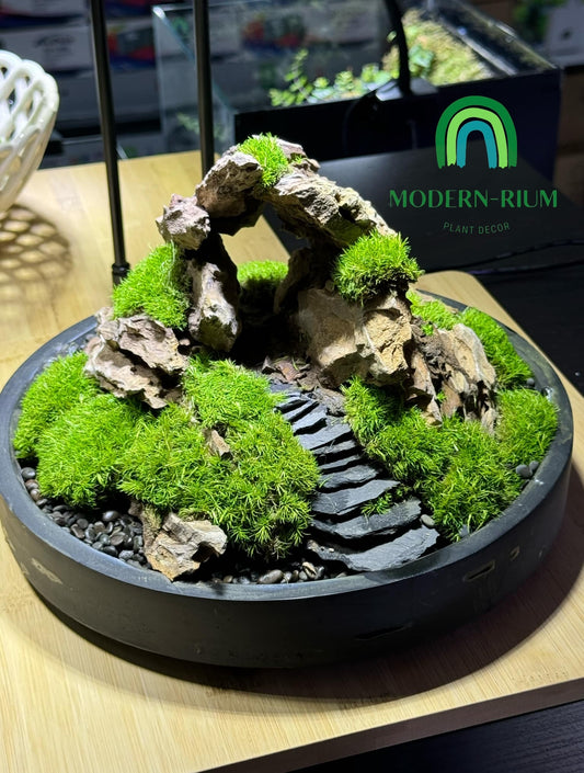 The ruin 25cm timber tray